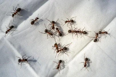 Ant Extermination