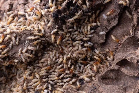 Termite Control